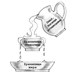 Когда хранилища гликогена наполнены, остальное откладывается в виде жира