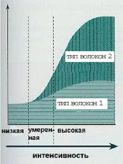 Использование мышечных волокон первого и второго типа при различной интенсивности