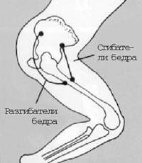 Принцип взаимодействия мышц бедра