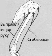 Принцип крепления мышц сгибателей и разгибателей руки