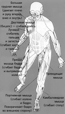 Мускулатура передней стороны тела