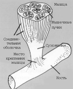 Мышцы крепятся на костях с помощью сухожилий